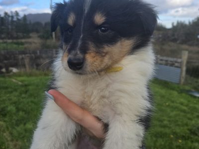 Rough-collie pups