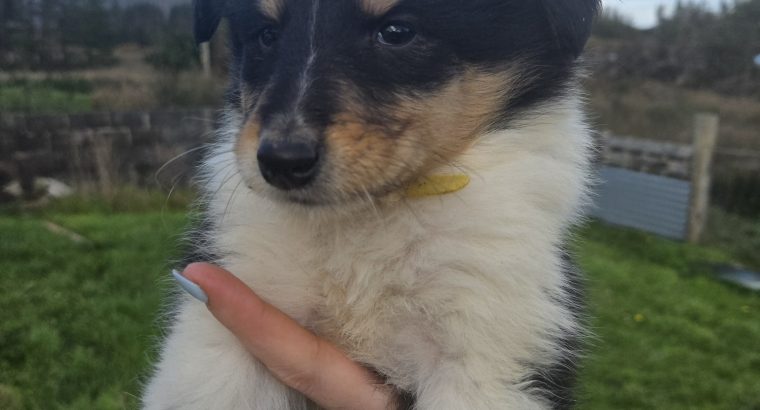 Rough-collie pups