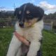 Rough-collie pups