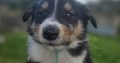 Rough-collie pups