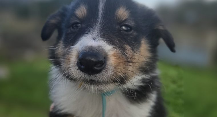 Rough-collie pups