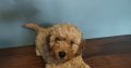 2 Female Poodle Puppies – Toy Dad & Miniature Mum – Galway