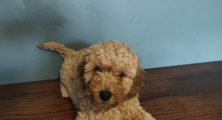 2 Female Poodle Puppies – Toy Dad & Miniature Mum – Galway