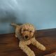 2 Female Poodle Puppies – Toy Dad & Miniature Mum – Galway