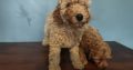 2 Female Poodle Puppies – Toy Dad & Miniature Mum – Galway