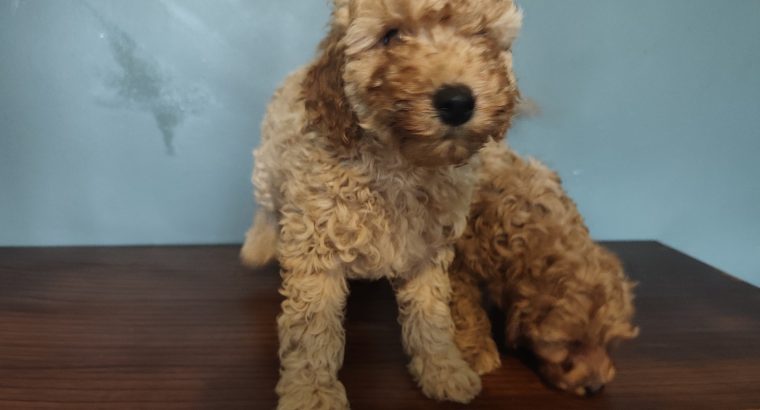2 Female Poodle Puppies – Toy Dad & Miniature Mum – Galway