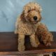 2 Female Poodle Puppies – Toy Dad & Miniature Mum – Galway