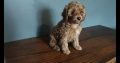 2 Female Poodle Puppies – Toy Dad & Miniature Mum – Galway