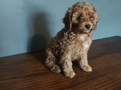 2 Female Poodle Puppies – Toy Dad & Miniature Mum – Galway