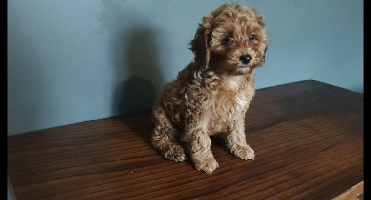 2 Female Poodle Puppies – Toy Dad & Miniature Mum – Galway