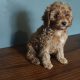 2 Female Poodle Puppies – Toy Dad & Miniature Mum – Galway