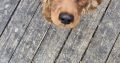 Cavapoo