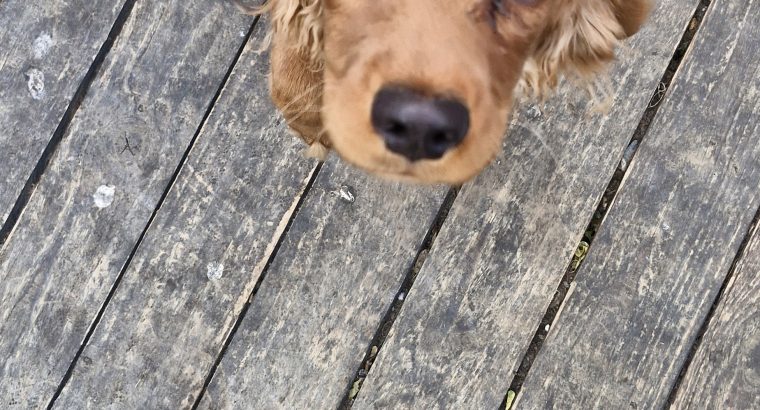 Cavapoo