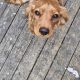 Cavapoo