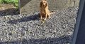 Cavapoo