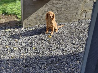 Cavapoo