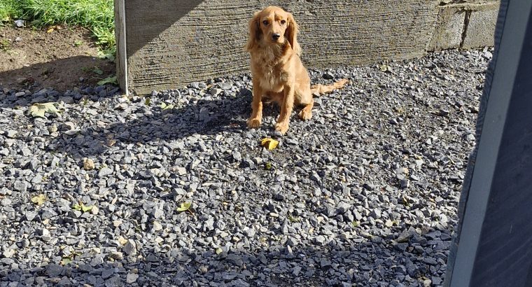 Cavapoo