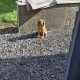 Cavapoo
