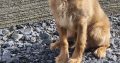 Cavapoo