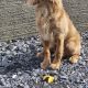 Cavapoo