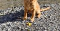 Cavapoo