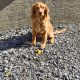 Cavapoo