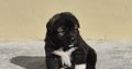 Caucasian shepherd puppy
