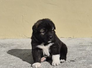 Caucasian shepherd puppy