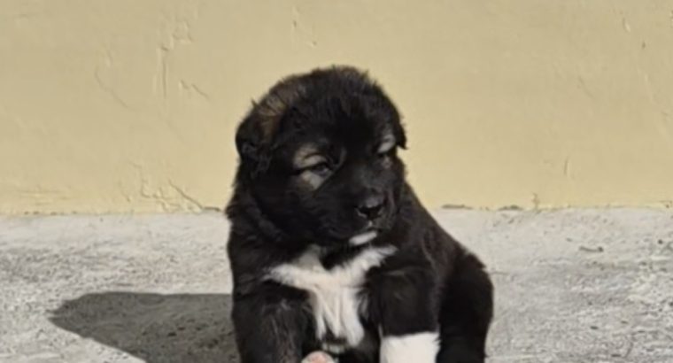 Caucasian shepherd puppy