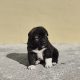 Caucasian shepherd puppy