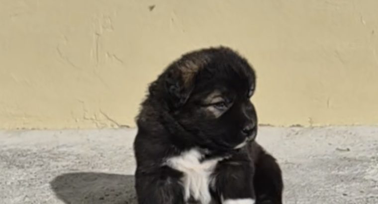 Caucasian shepherd puppy