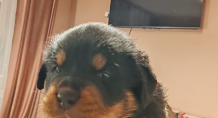 Rottweiler puppies