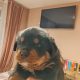 Rottweiler puppies