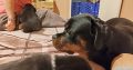 Rottweiler puppies