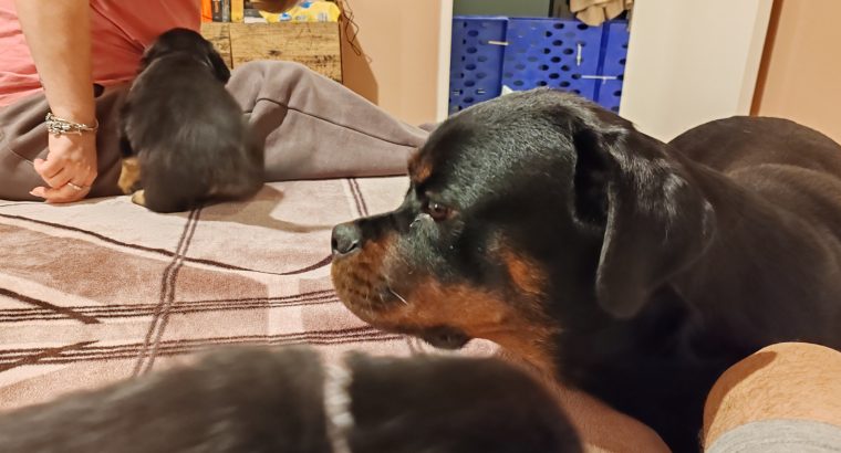 Rottweiler puppies