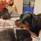 Rottweiler puppies