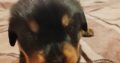 Rottweiler puppies