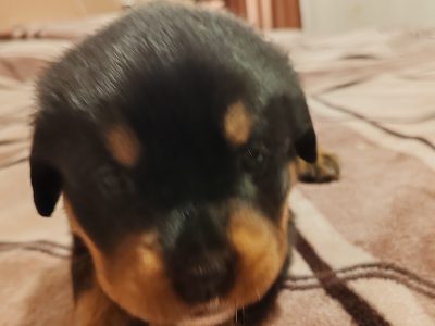 Rottweiler puppies