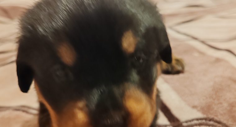 Rottweiler puppies