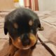 Rottweiler puppies