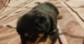 Rottweiler puppies