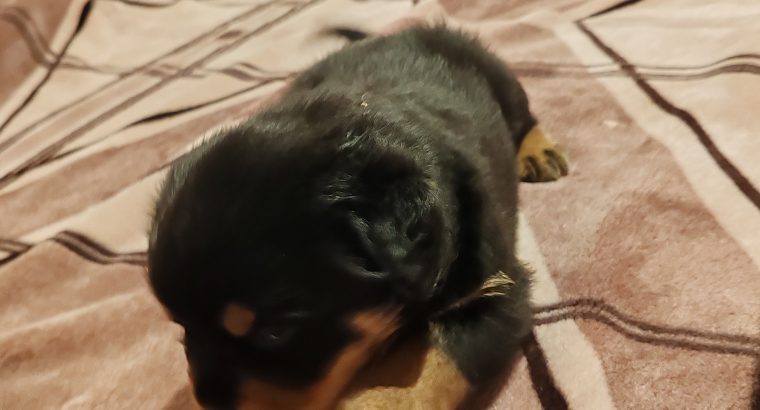 Rottweiler puppies
