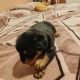 Rottweiler puppies