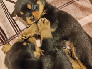Rottweiler cross mountain bearnes