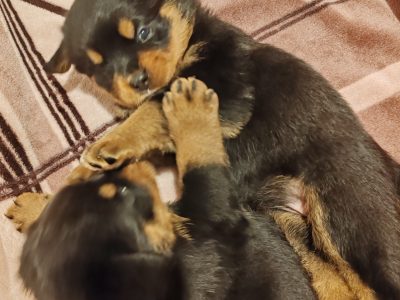 Rottweiler cross mountain bearnes
