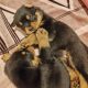 Rottweiler cross mountain bearnes