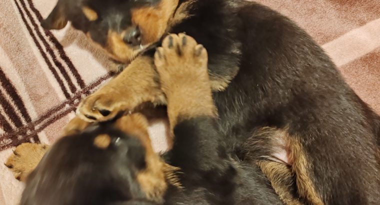 Rottweiler puppies