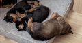 Rottweiler cross mountain bearnes