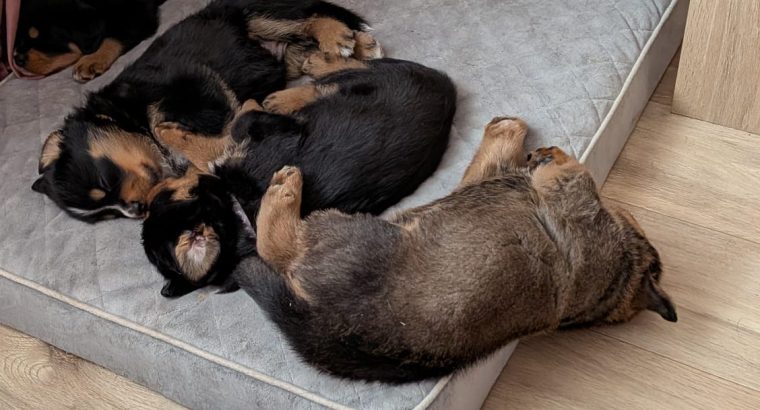 Rottweiler cross mountain bearnes