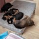 Rottweiler cross mountain bearnes